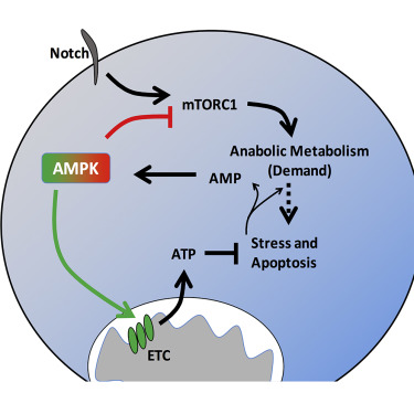 Cell Metab:研究人員找到白血病